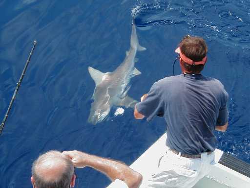Mate wires a Bullshark in Key West, Florida