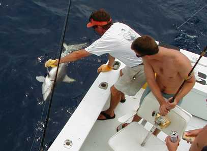 Shark at the Boat in Key West