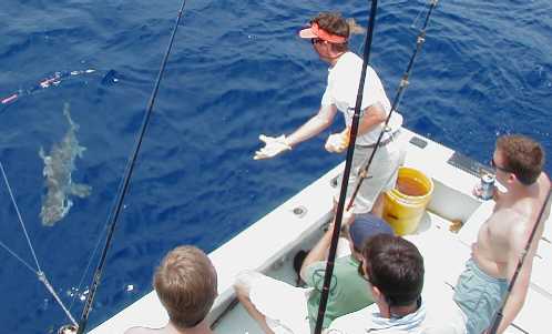 Mate wires a Shark in Key West