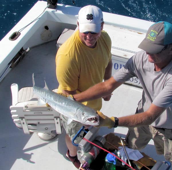 Big Barracuda with Big Teeth caught and released in Key West