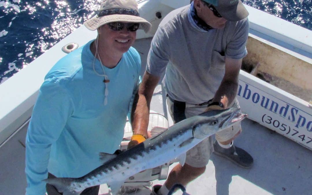 Baracuda caught and released in Key West inshore fishing