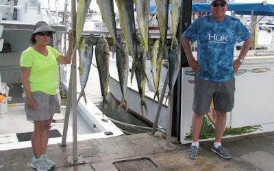 Dolphin fishing still excellent