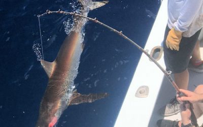 Fish of the day was a Dusky Shark