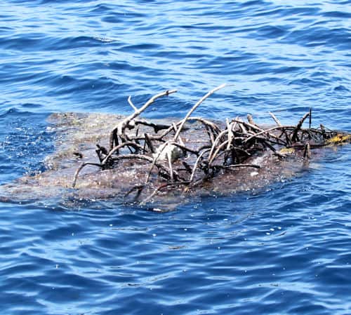 Large piece of floating debris found offshore while dolphin fishing on the Southbound