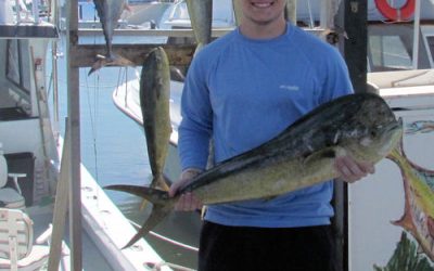 Dolphin and Sailfish around