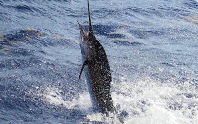Sailfish today