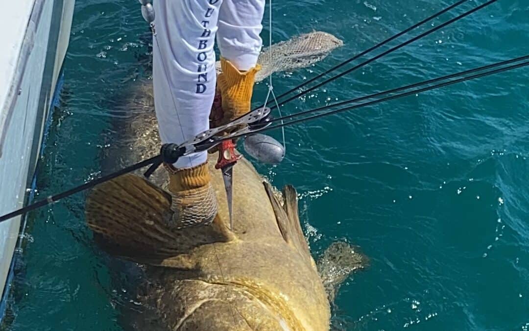 Releasing a goliath grouper