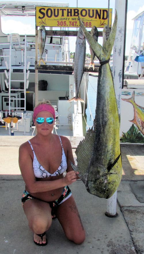 25 lb Bull Dolphin caught trolling weedlines offshore on charter boat Southbound from Key West, Florida