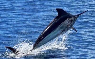 Big Blue Marlin!