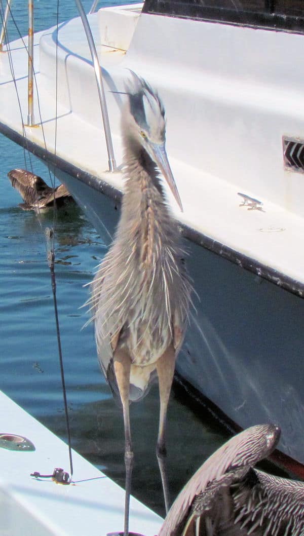 One of Key West wildlifes most beautiful birds