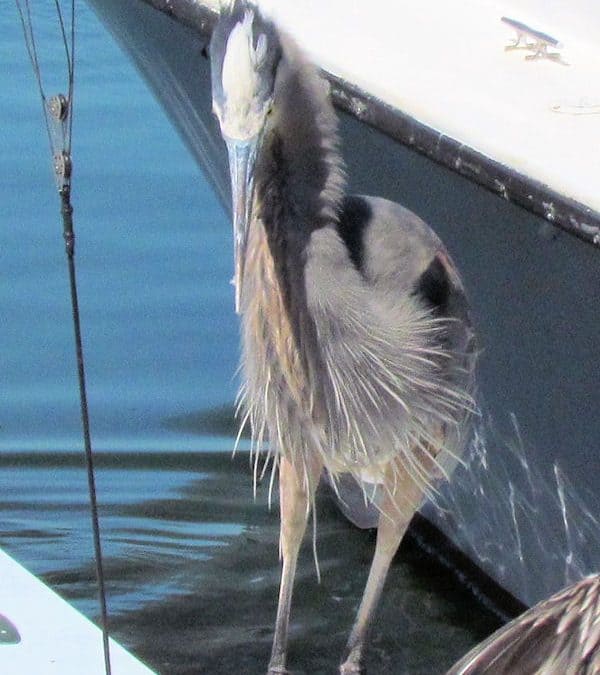 Riled up Great Blue Heron