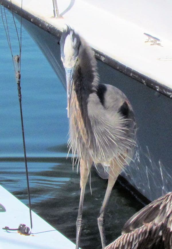 Riled up Great Blue Heron