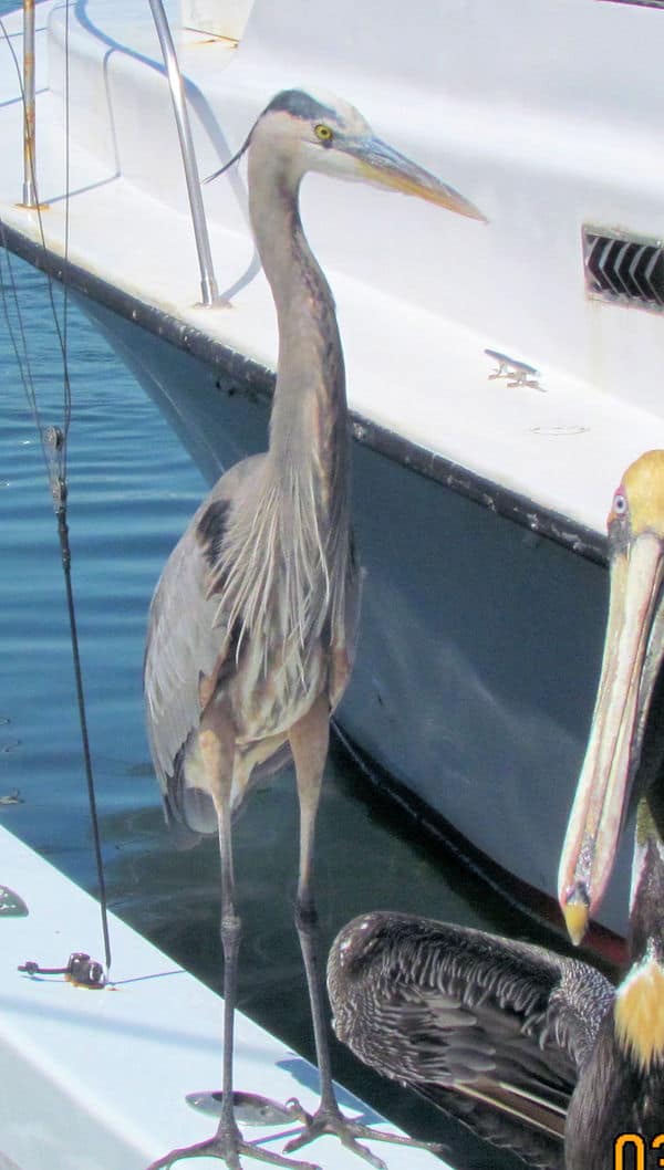 Great Blue Heron relaxed and waiting for a snack