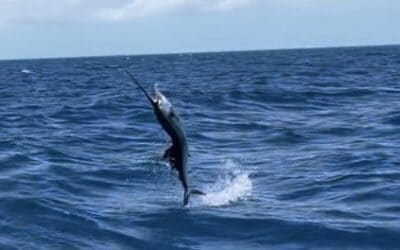 Late March and April Sailfish Run