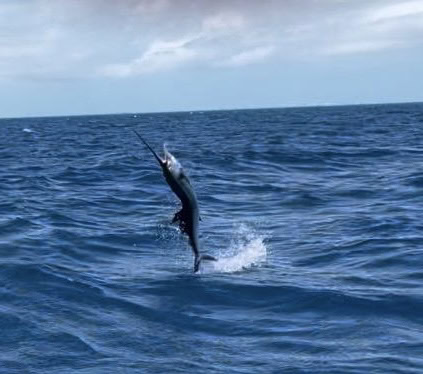 Sailfish Jumping