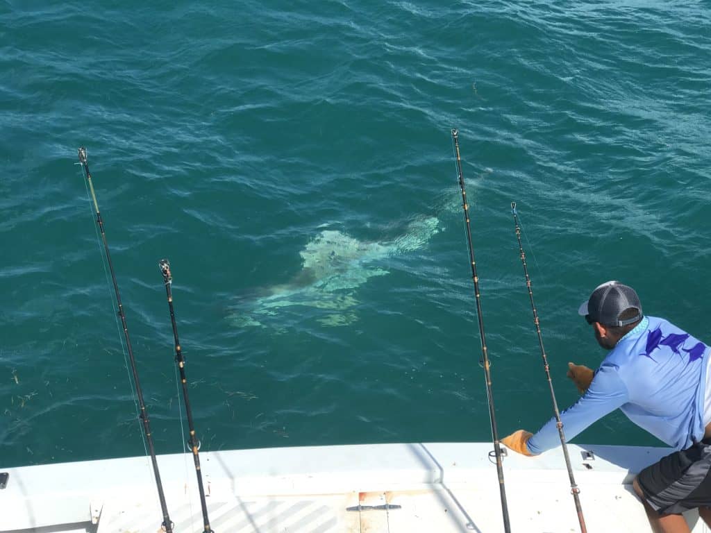Tiger Shark Caught and Released in the Gulf of Mexico on charter Boat Southbound
