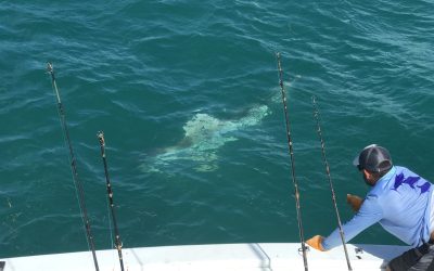 Caught and released a Tiger Shark Today