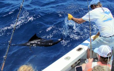 Caught a Sailfish today