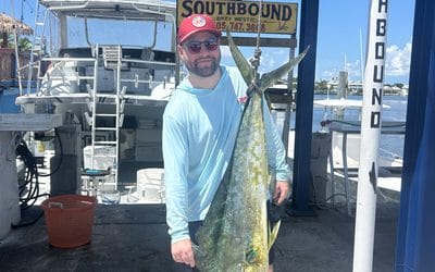 Still some big Dolphin around